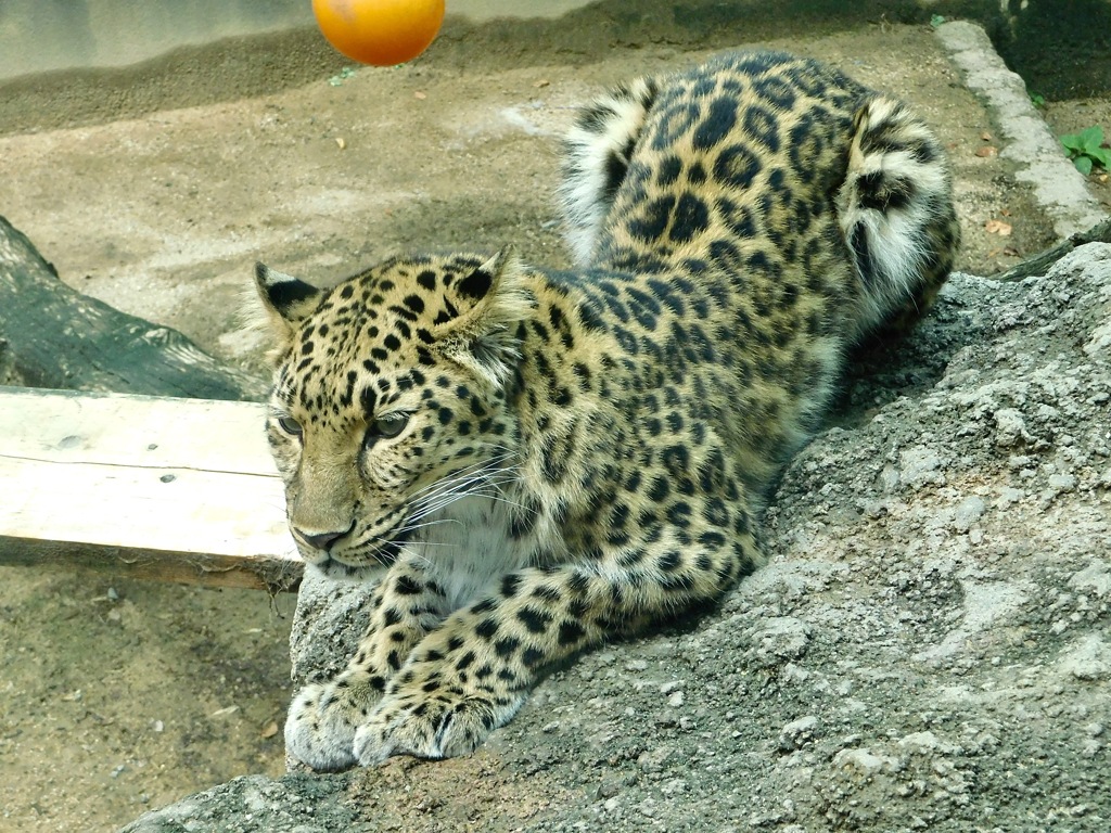 アムールヒョウ(神戸市立王子動物園)