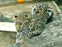 アムールヒョウ(神戸市立王子動物園)