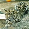 アムールヒョウ(神戸市立王子動物園)