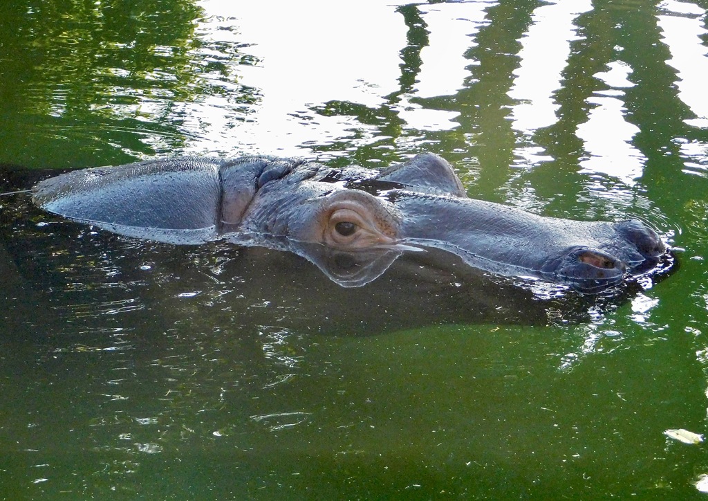 カバ(東武動物公園)