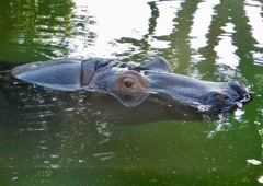 カバ(東武動物公園)