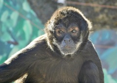ジェフロイクモザル(江戸川区自然動物園)