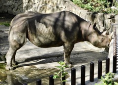 ヒガシクロサイ(上野動物園)