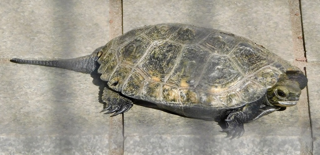 ニホンイシガメの幼体(夢見ヶ崎動物公園)