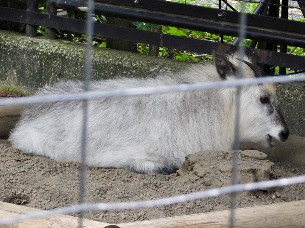 ニホンカモシカ(井の頭自然文化園)
