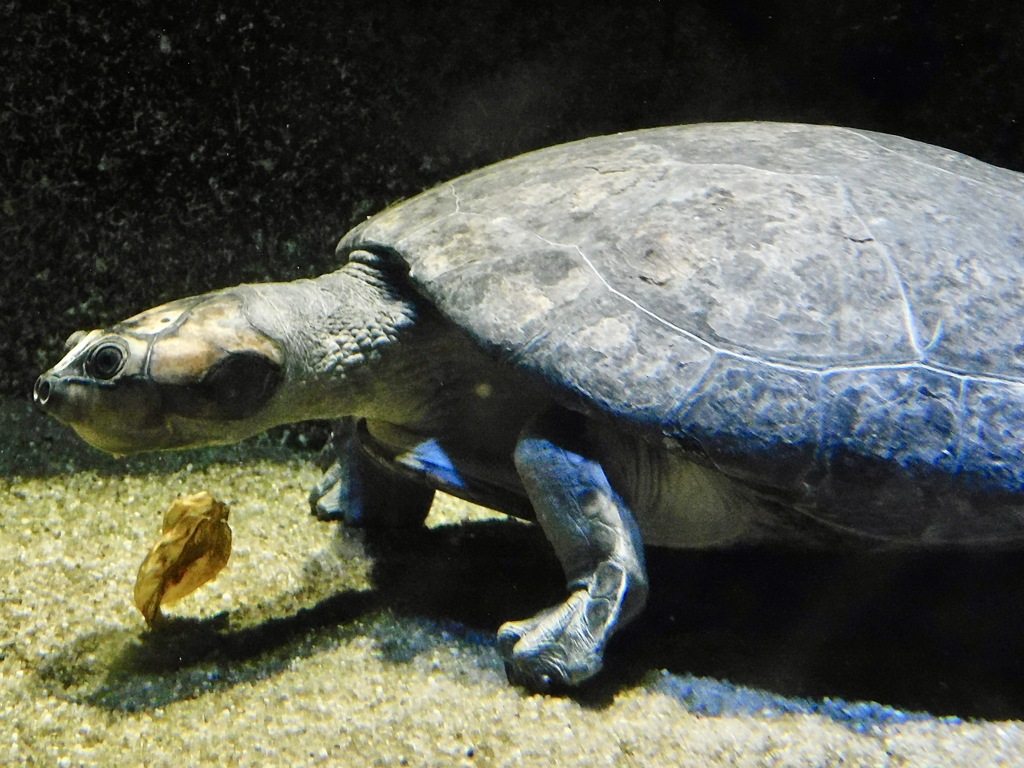 オオヨコクビガメ(カワスイ　川崎水族館)