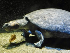 オオヨコクビガメ(カワスイ　川崎水族館)