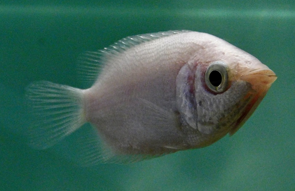 キッシンググラミー(しながわ水族館)