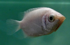 キッシンググラミー(しながわ水族館)