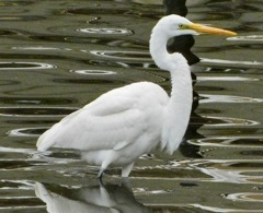 ダイサギ(しながわ区民公園)