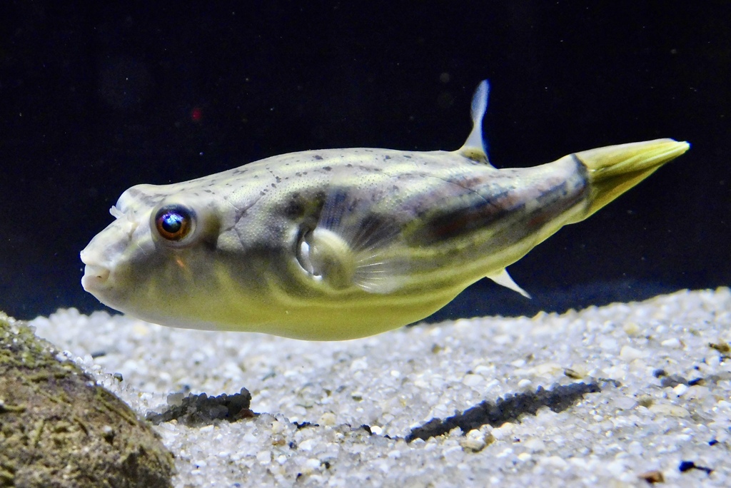 テトラオドン・リネアートゥス(カワスイ　川崎水族館)