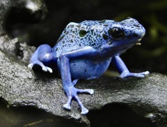 アイゾメヤドクガエル(カワスイ　川崎水族館)