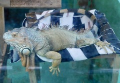グリーンイグアナ(東武動物公園)