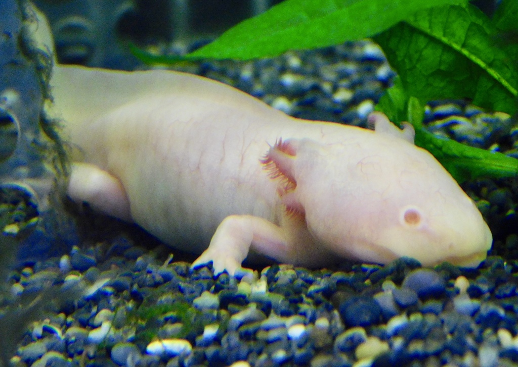 メキシコサラマンダー(熱川バナナワニ園)