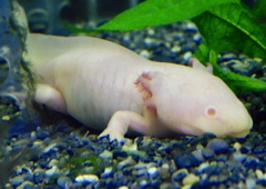 メキシコサラマンダー(熱川バナナワニ園)