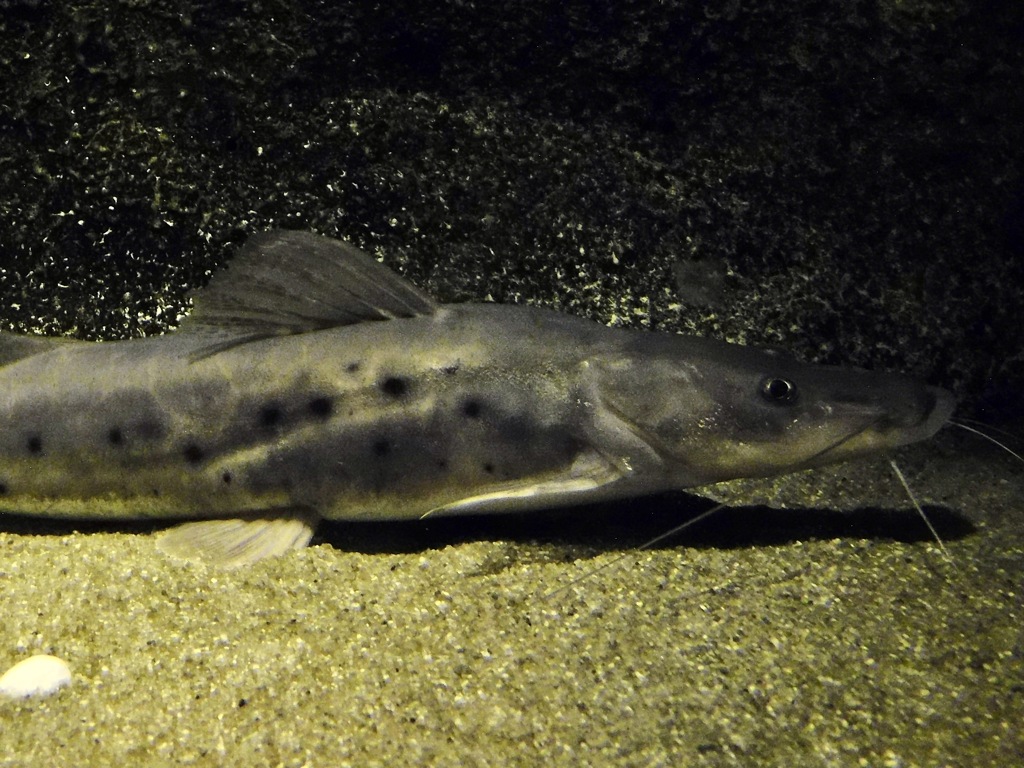 エイティーンスポットシャベルノーズ(カワスイ　川崎水族館)
