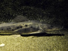 エイティーンスポットシャベルノーズ(カワスイ　川崎水族館)
