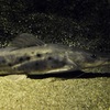 エイティーンスポットシャベルノーズ(カワスイ　川崎水族館)