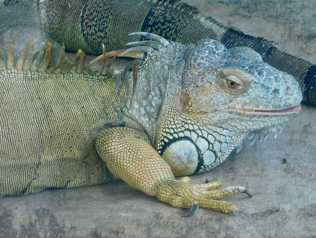 グリーンイグアナ(東武動物公園)