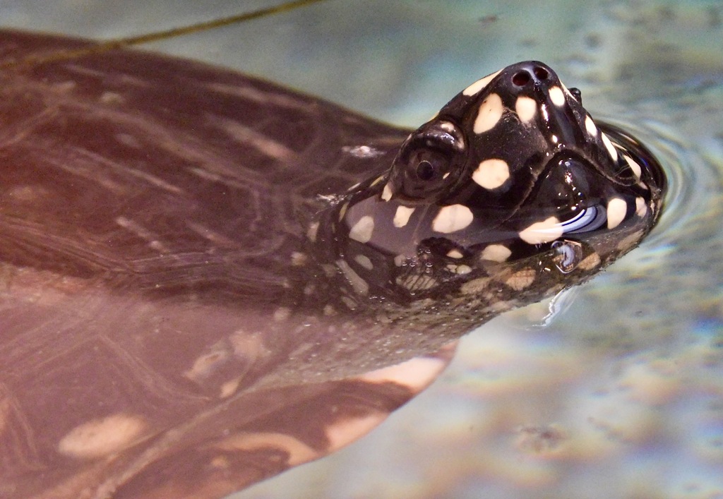 ハミルトンガメ(野毛山動物園)