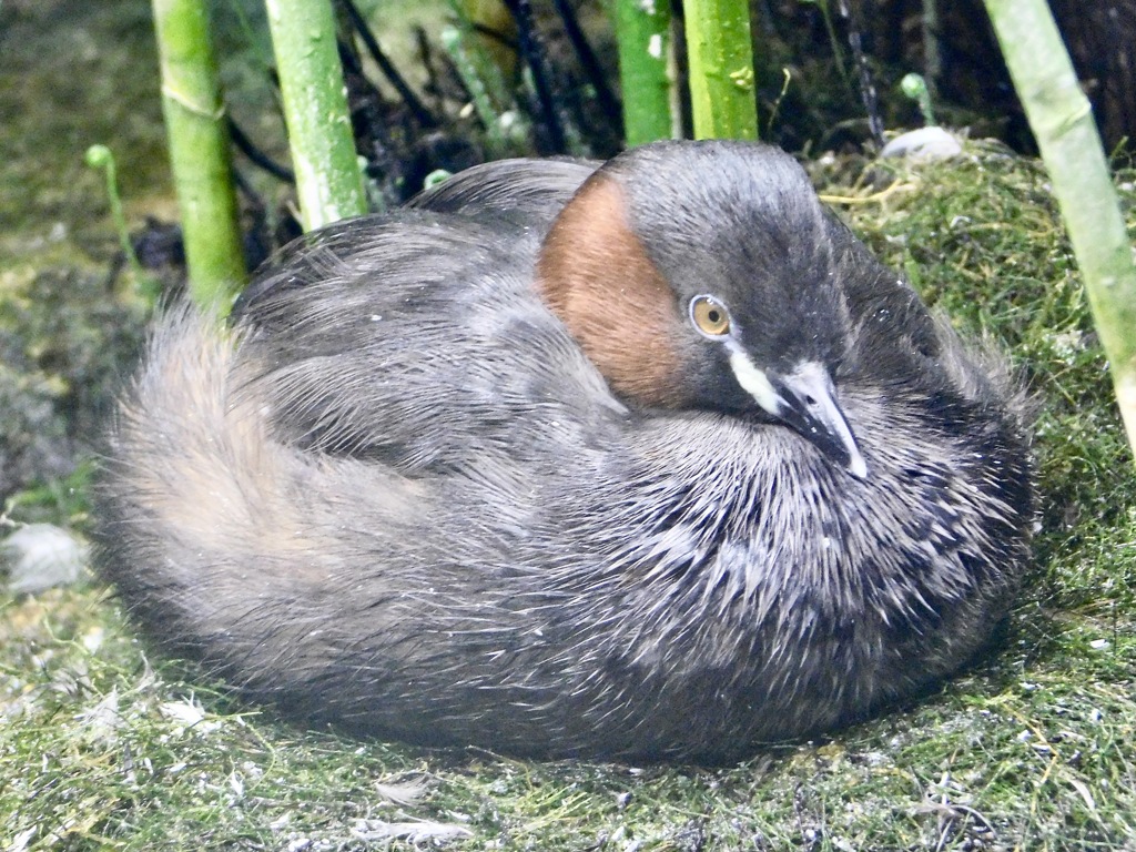 カイツブリ(井の頭自然文化園)