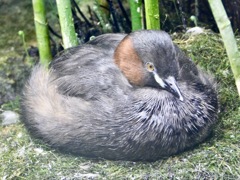 カイツブリ(井の頭自然文化園)