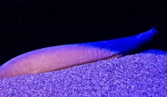 ヌタウナギ(しながわ水族館)