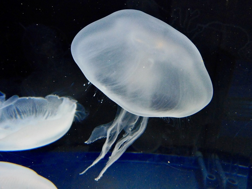 ミズクラゲ(しながわ水族館)