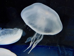 ミズクラゲ(しながわ水族館)