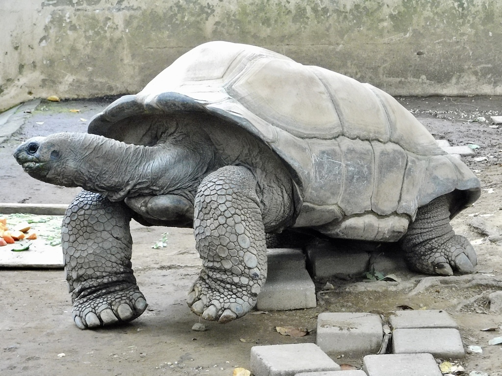 アルダブラゾウガメ(夢見ヶ崎動物公園)