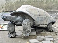 アルダブラゾウガメ(夢見ヶ崎動物公園)
