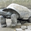 アルダブラゾウガメ(夢見ヶ崎動物公園)
