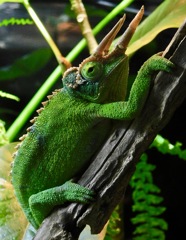 ジャクソンカメレオン(カワスイ　川崎水族館)
