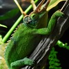 ジャクソンカメレオン(カワスイ　川崎水族館)