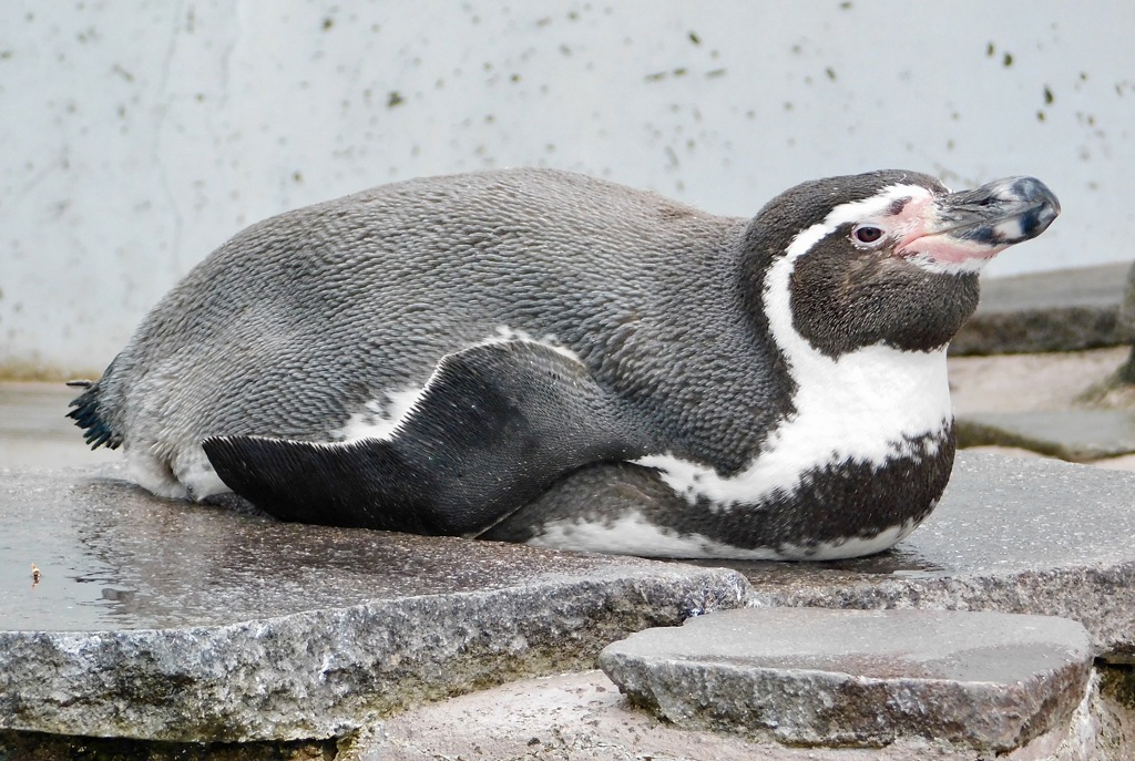 フンボルトペンギン(夢見ヶ崎動物公園)