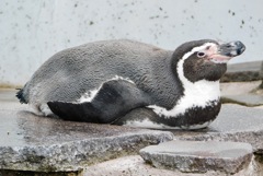 フンボルトペンギン(夢見ヶ崎動物公園)