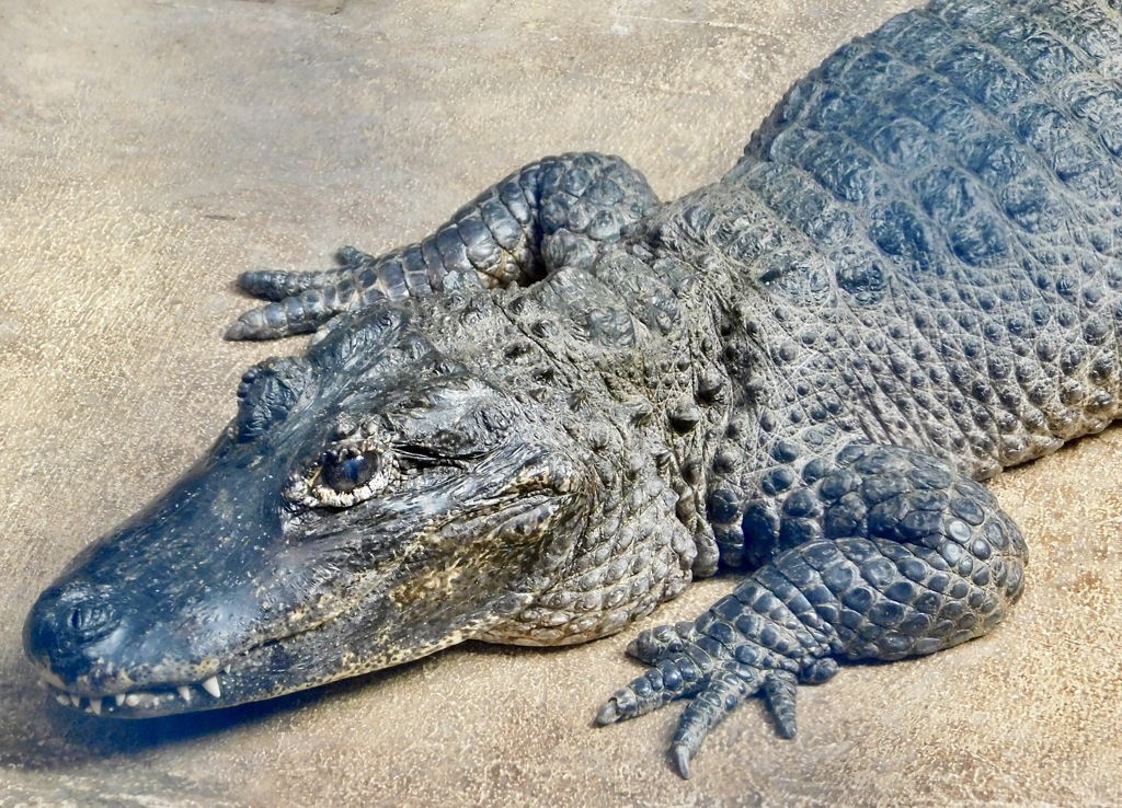 ヨウスコウワニ(野毛山動物園)