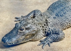 ヨウスコウワニ(野毛山動物園)