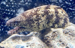 ウツボ(しながわ水族館)