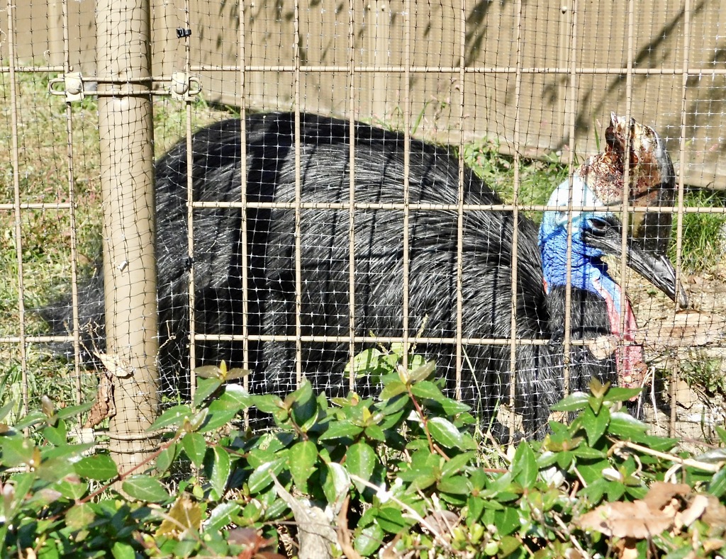 ヒクイドリ(東武動物公園)