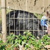 ヒクイドリ(東武動物公園)