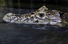 クチヒロカイマン(熱川バナナワニ園)