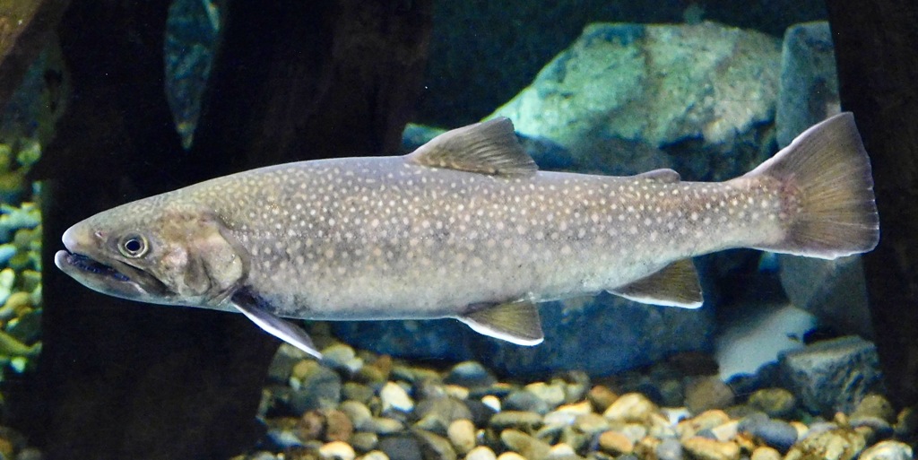 ニッコウイワナ(しながわ水族館)