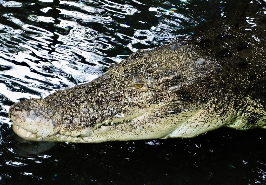 イリエワニ(熱川バナナワニ園)