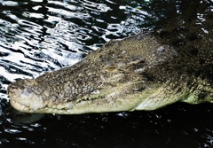 イリエワニ(熱川バナナワニ園)