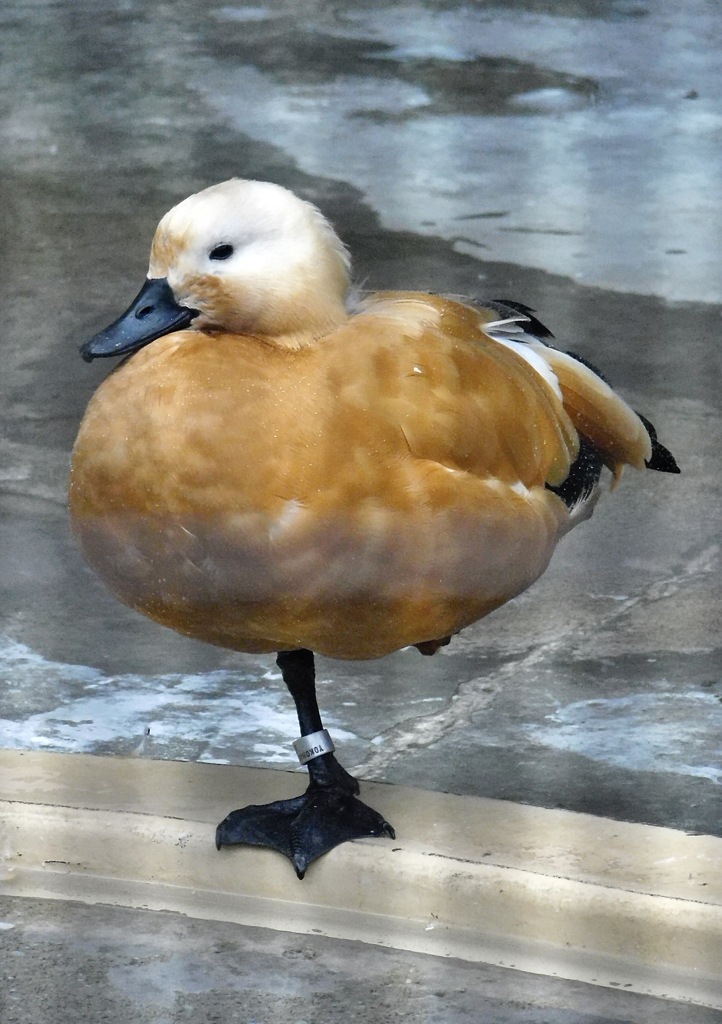 アカツクシガモ(野毛山動物園)