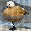 アカツクシガモ(野毛山動物園)