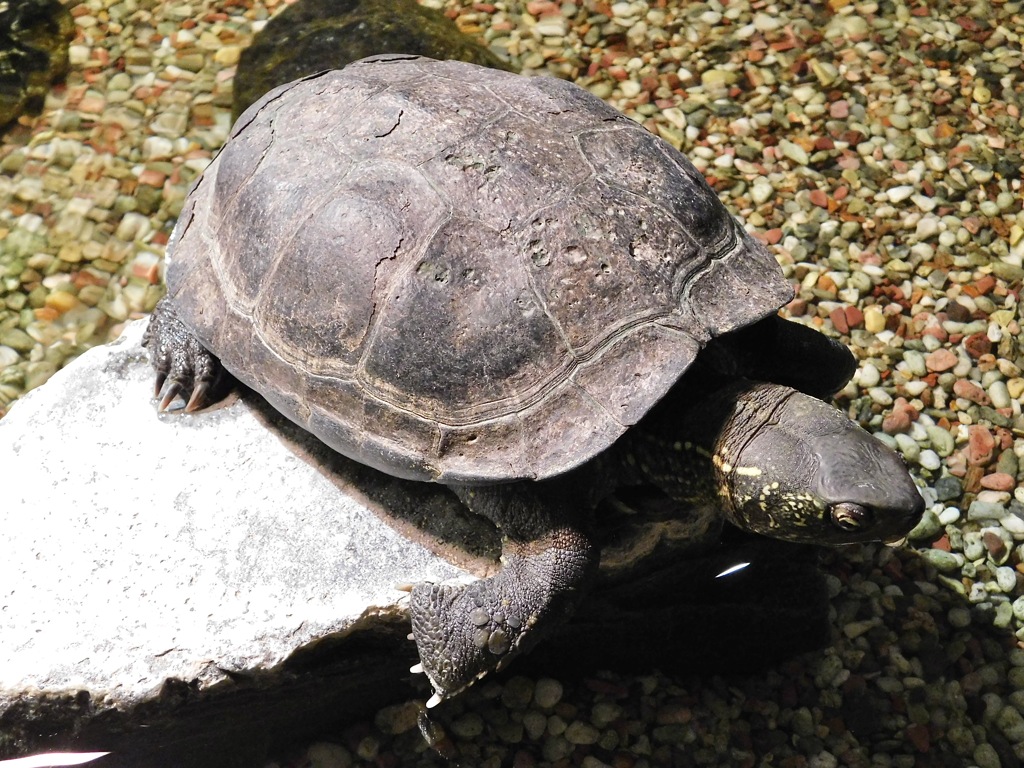 クサガメ(上野動物園)
