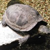 クサガメ(上野動物園)