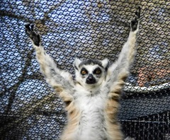 ワオキツネザル(夢見ヶ崎動物公園)